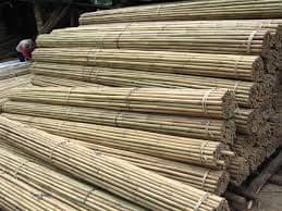 Bamboo tonkin